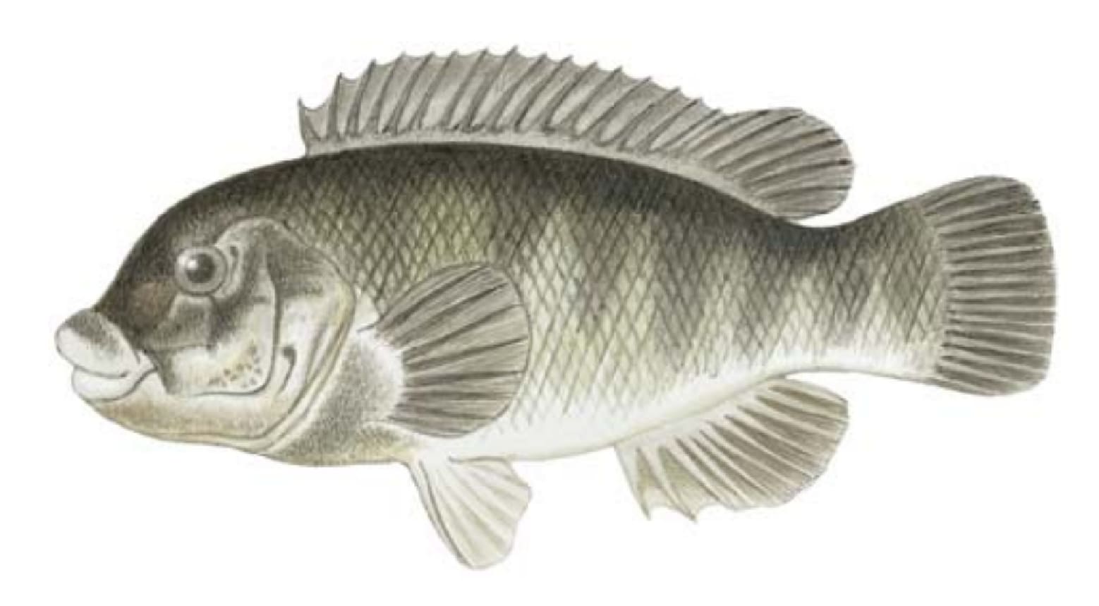 Tautog