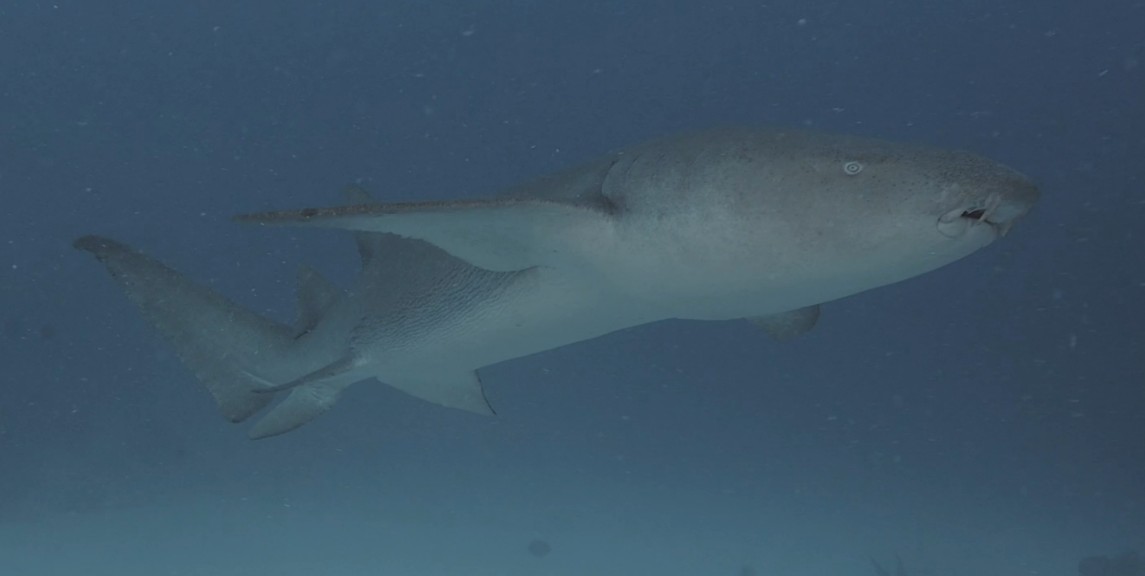 Tawny nurse shark