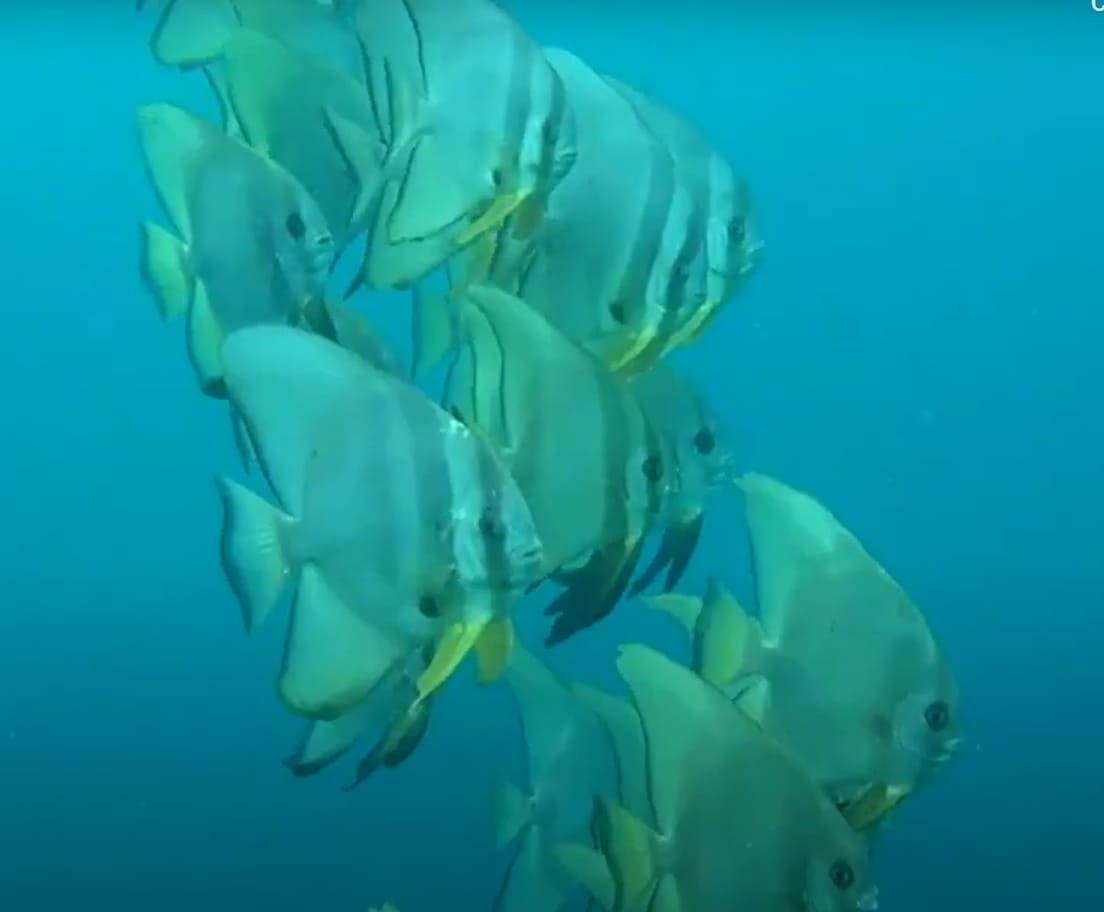 Teira batfish