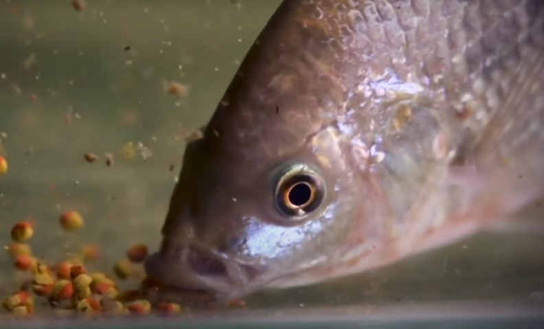 The intensity of foraging
