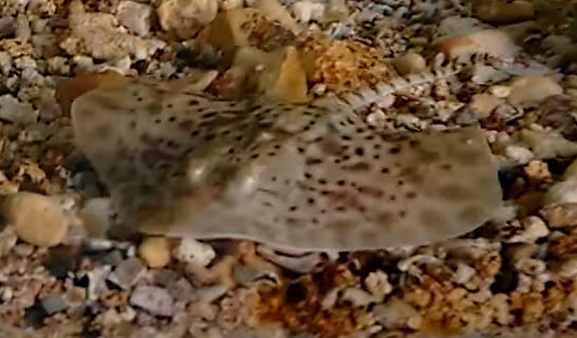 Thornback ray