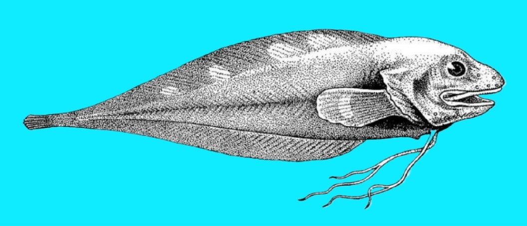 Threadfin seasnail