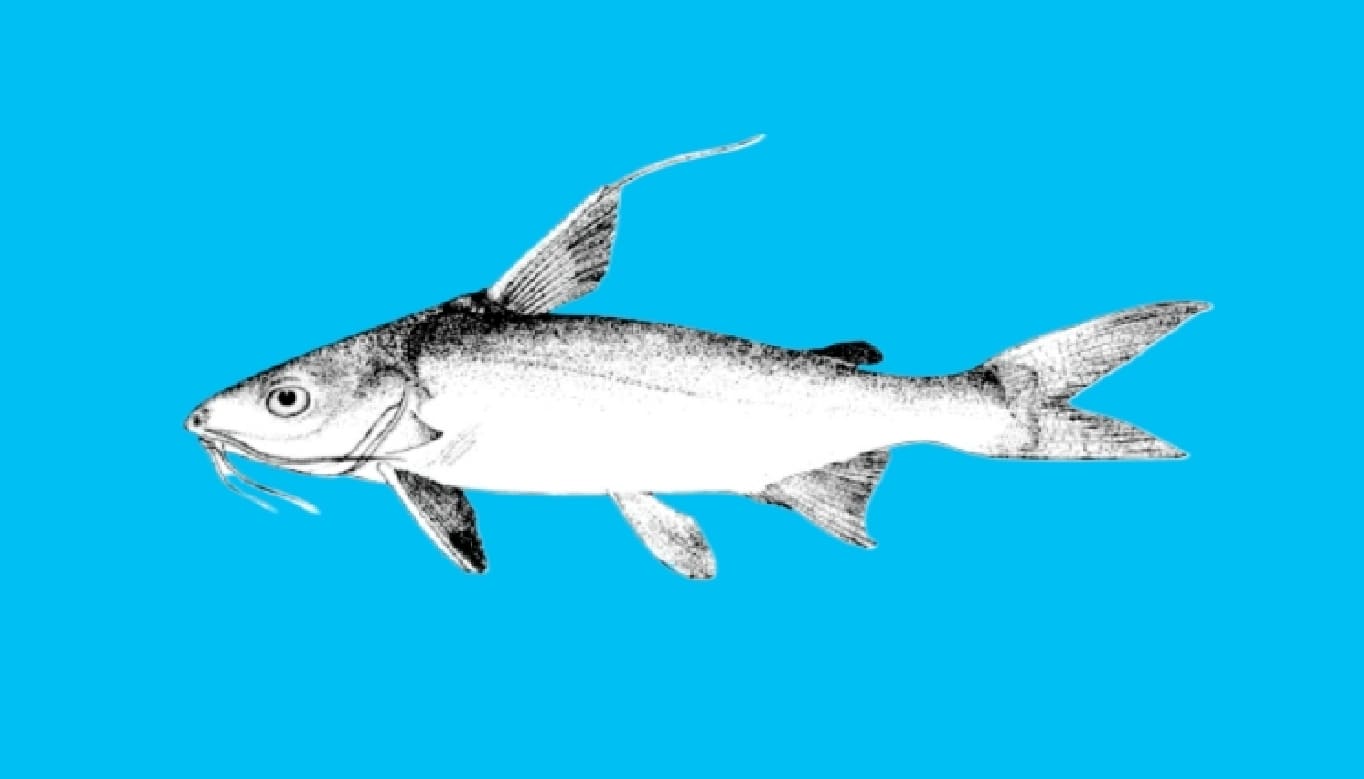Threadfin sea catfish