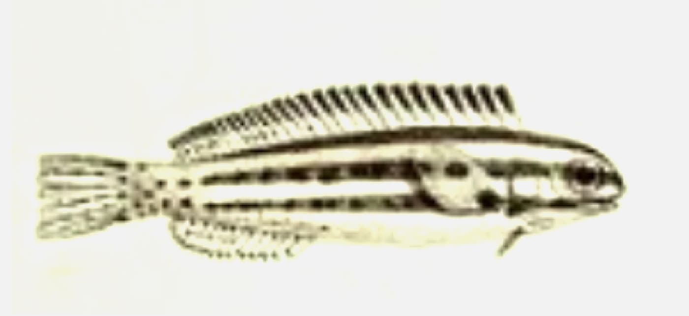 Threadless blenny