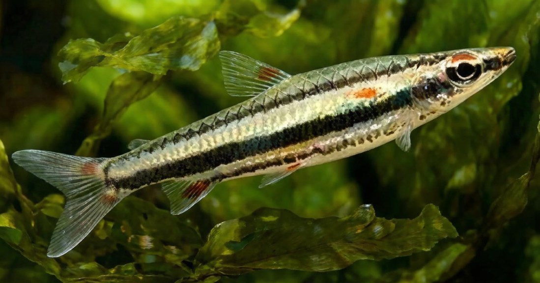 Three-lined pencilfish