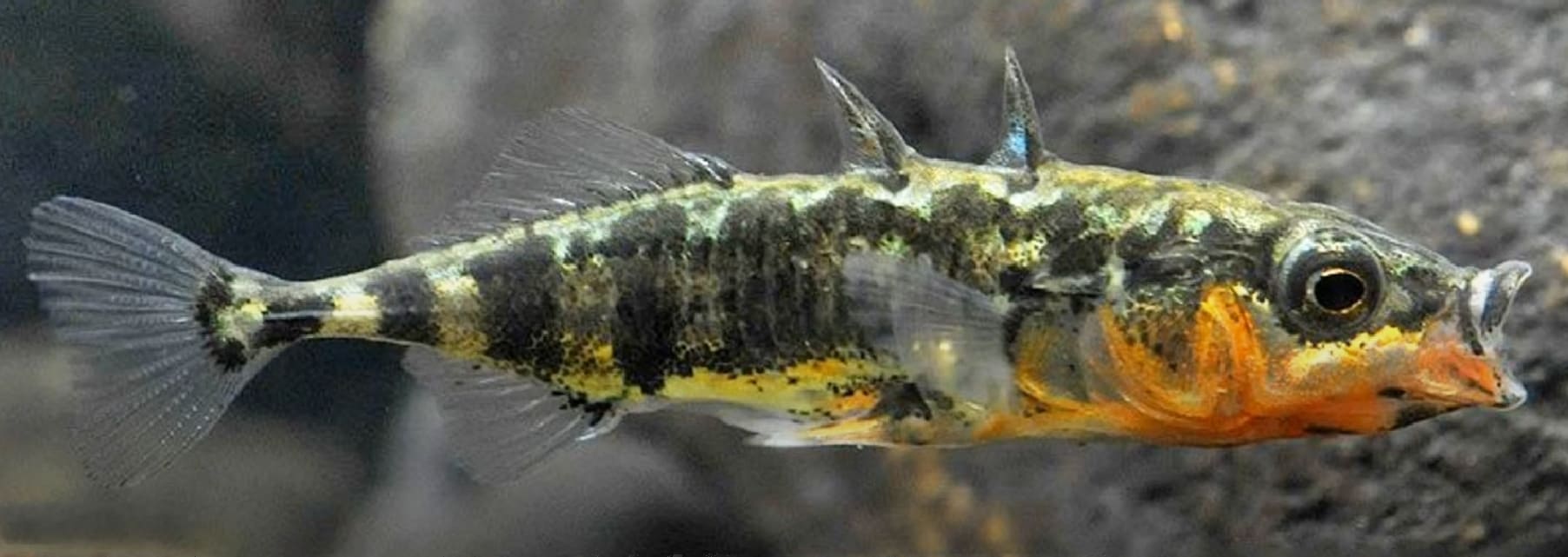 Three-spined stickleback