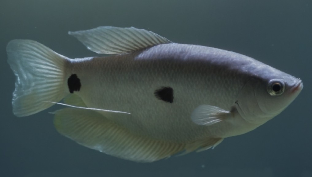 Three spot gourami