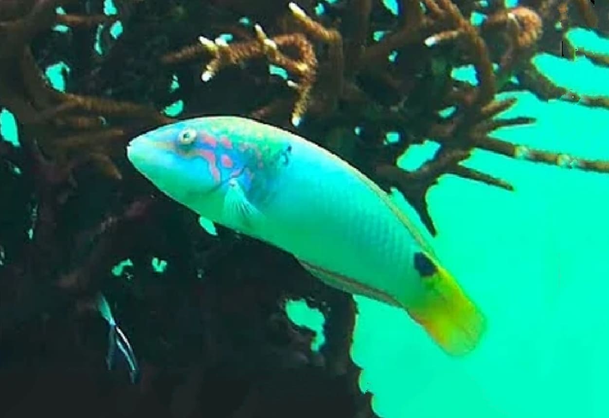Threespot wrasse