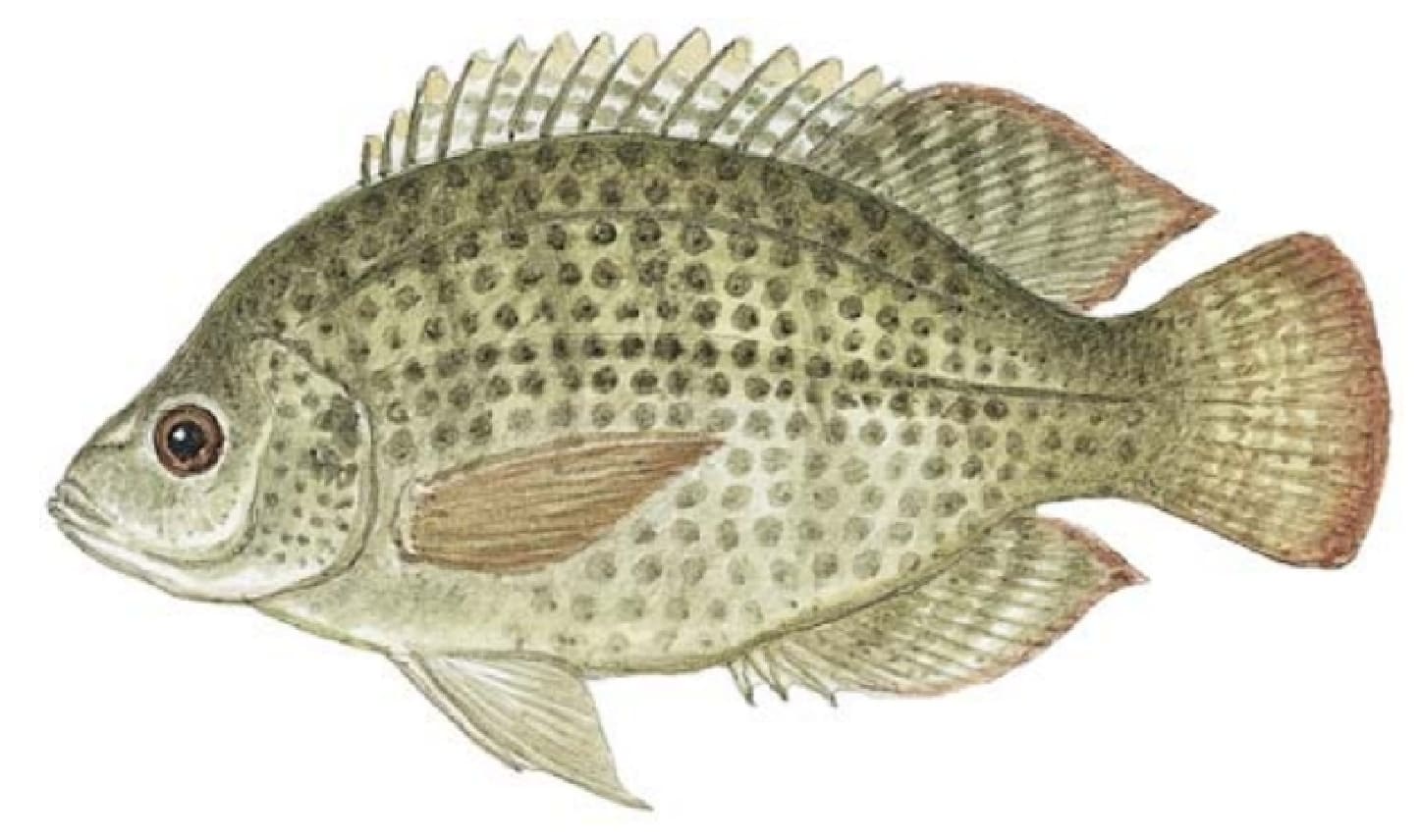 Mozambique Tilapia