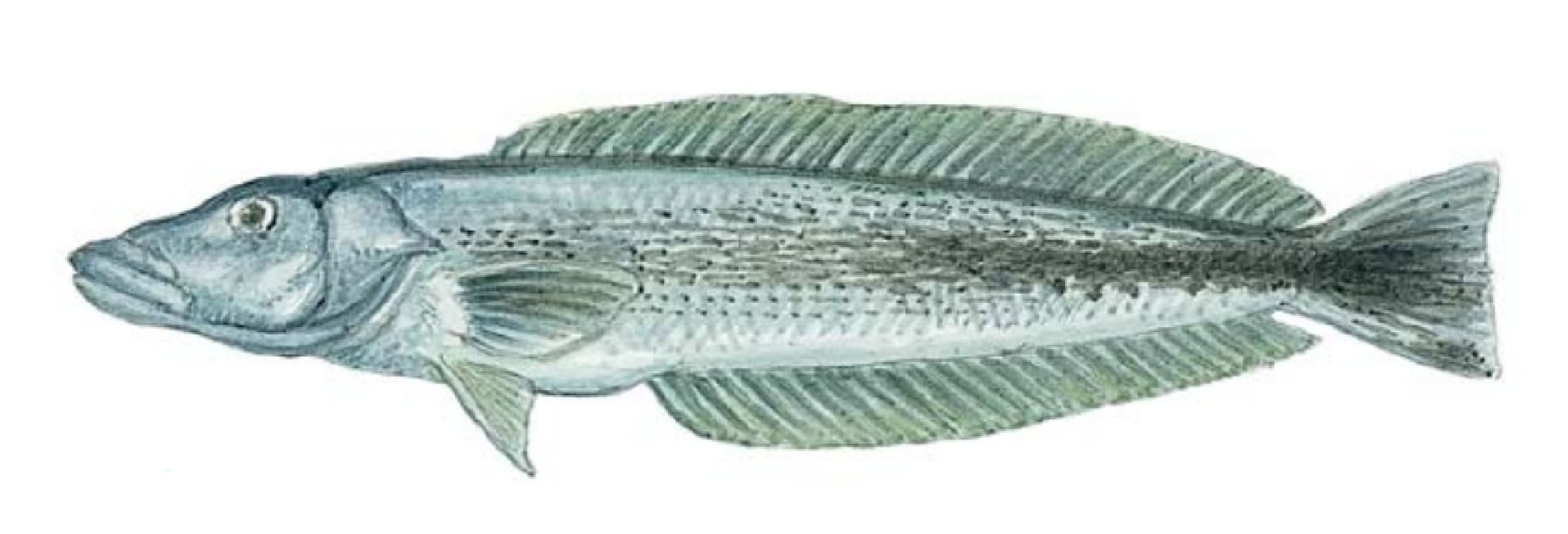 Tilefish: Sand Tilefish