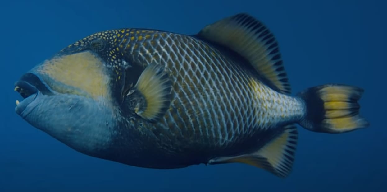 Titan triggerfish