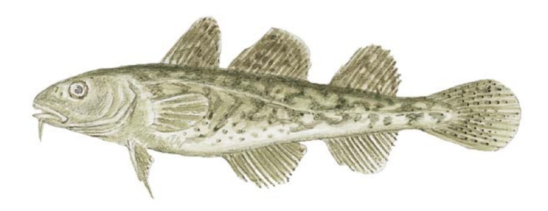 Tomcod, Atlantic
