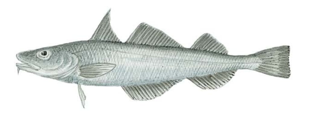 Tomcod, Pacific