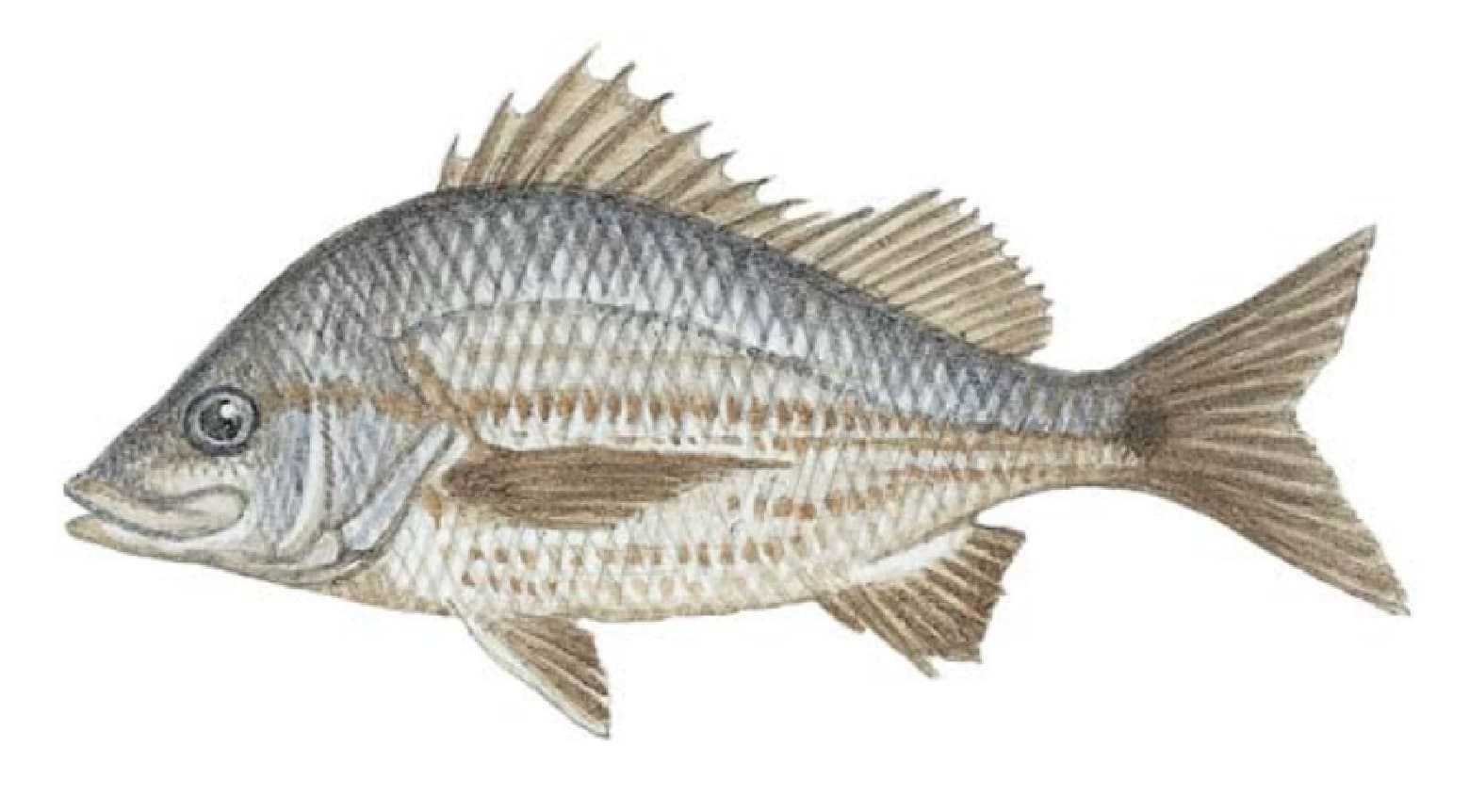 Tomtate