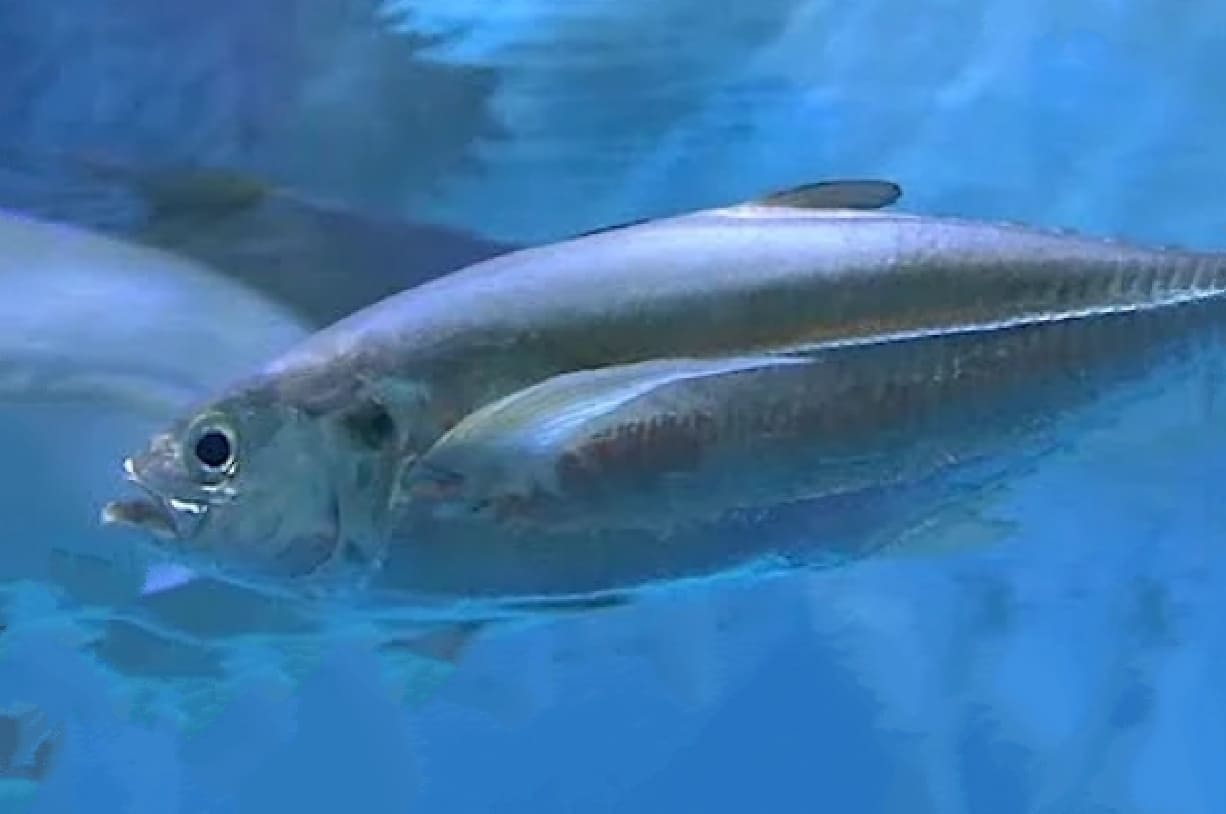 Torpedo scad