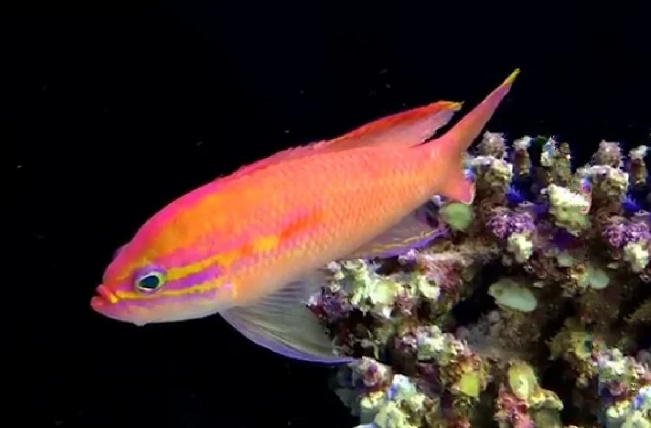 Threadtail anthias