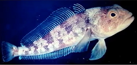 Spotted notothen