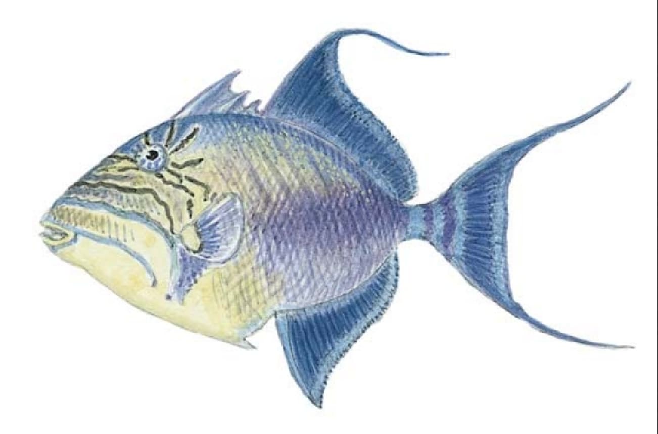 Triggerfish: Queen Triggerfish