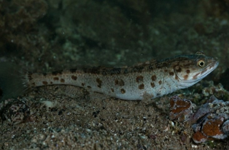 Triplecross lizardfish
