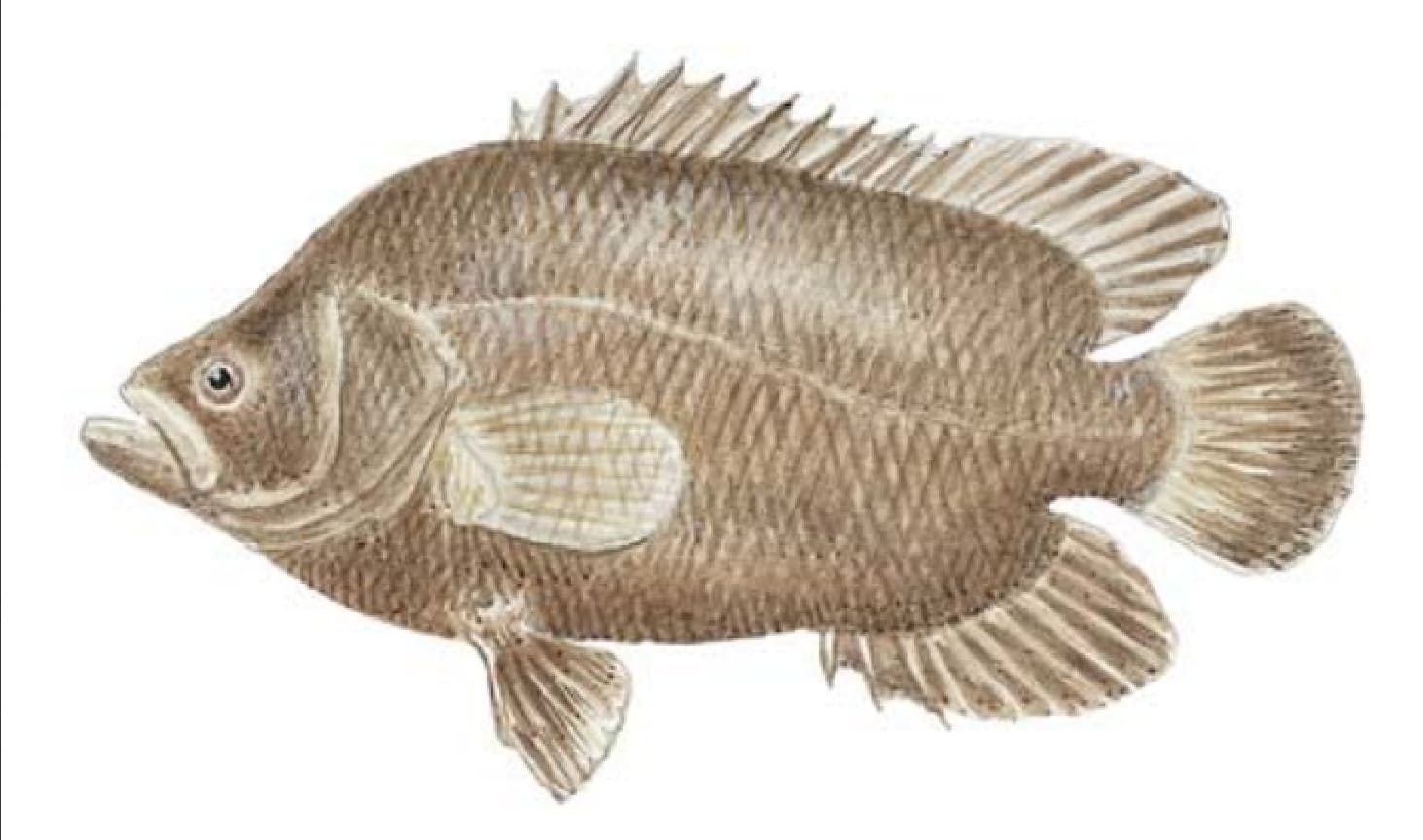 Tripletail