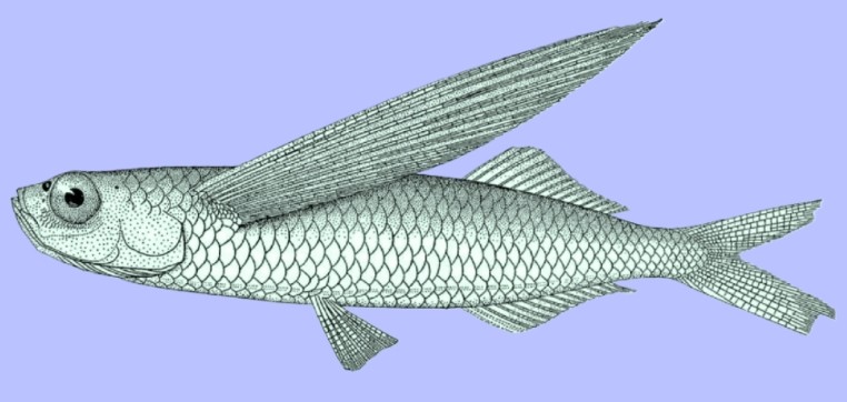 Tropical two-wing flyingfish