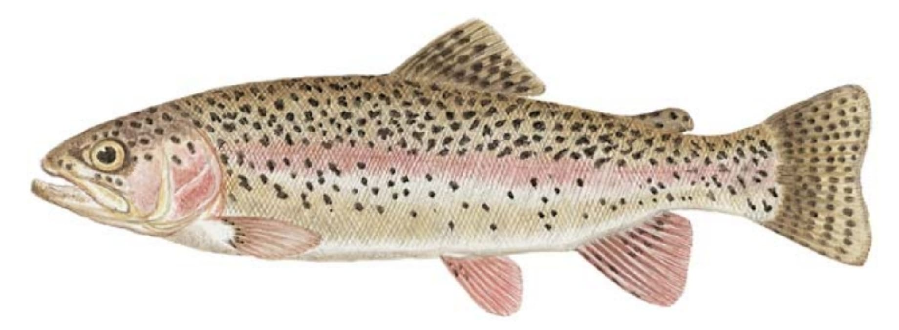 Trout: Rainbow Trout