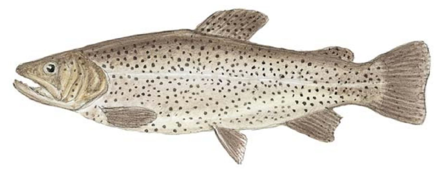 Trout, Apache