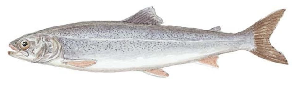 Trout, Blueback