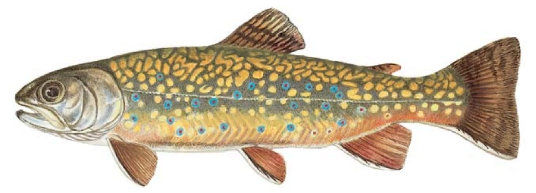 Trout, Brook