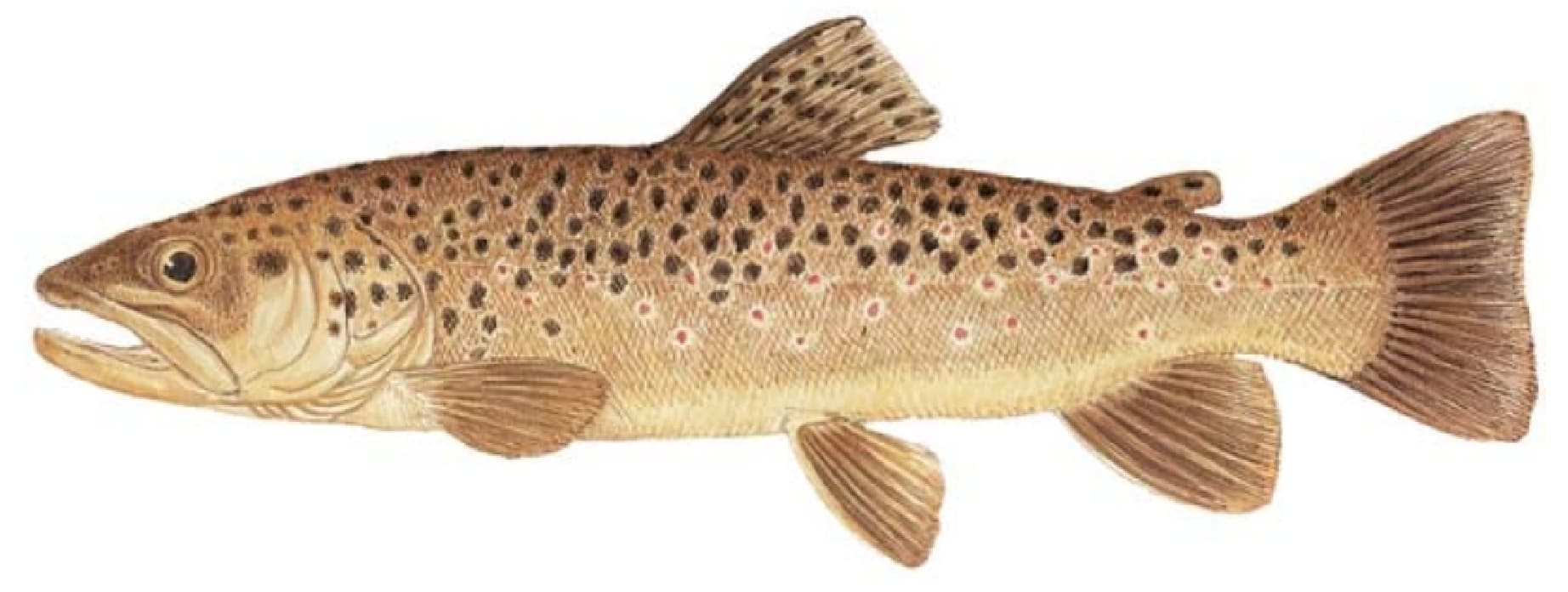 Trout, Brown