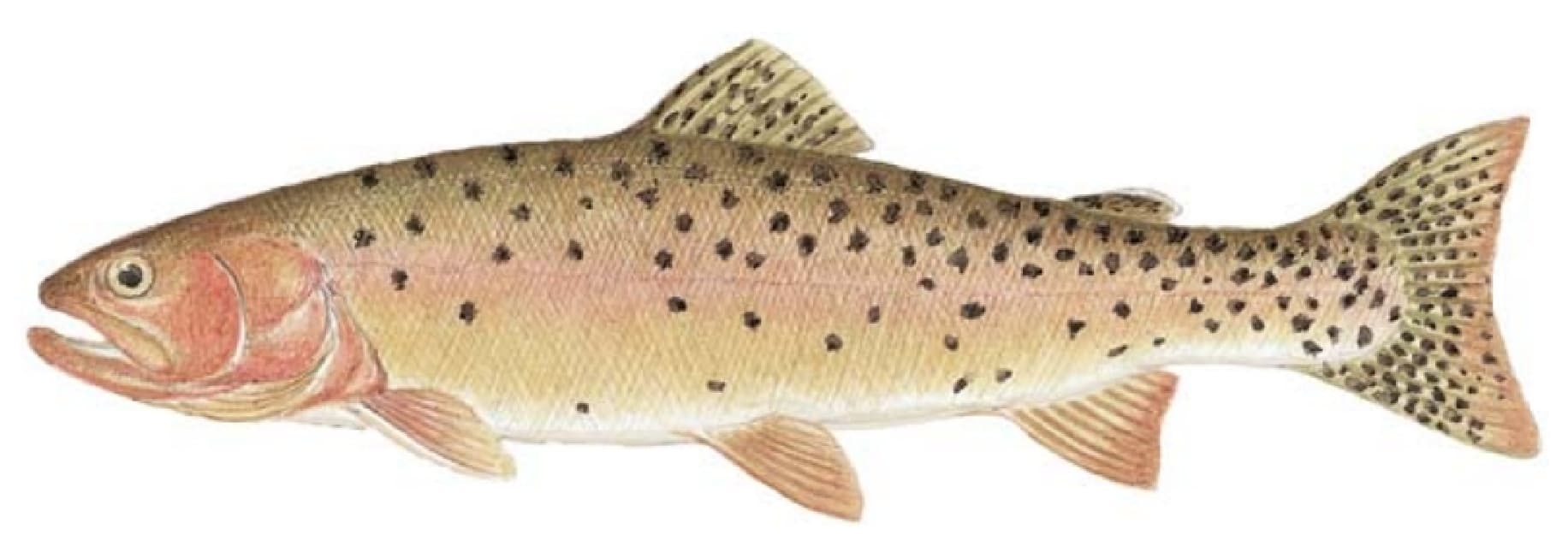 Trout, Cutthroat