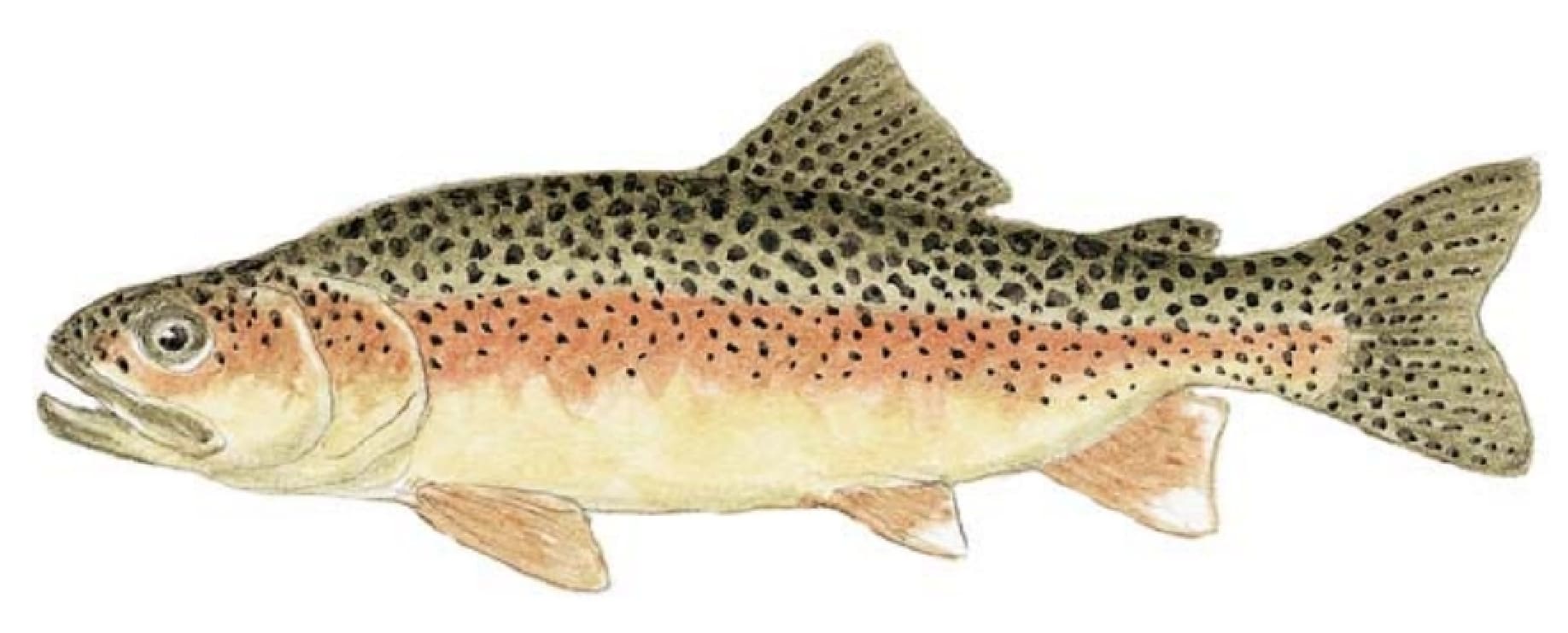 Trout, Gila