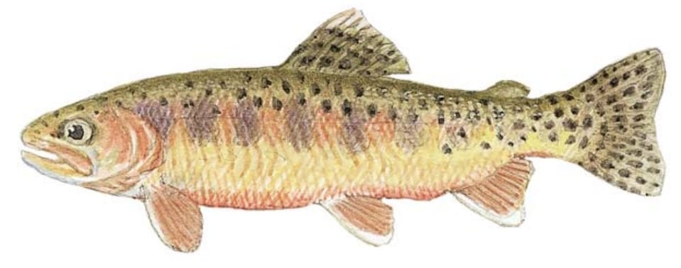 Trout, Golden