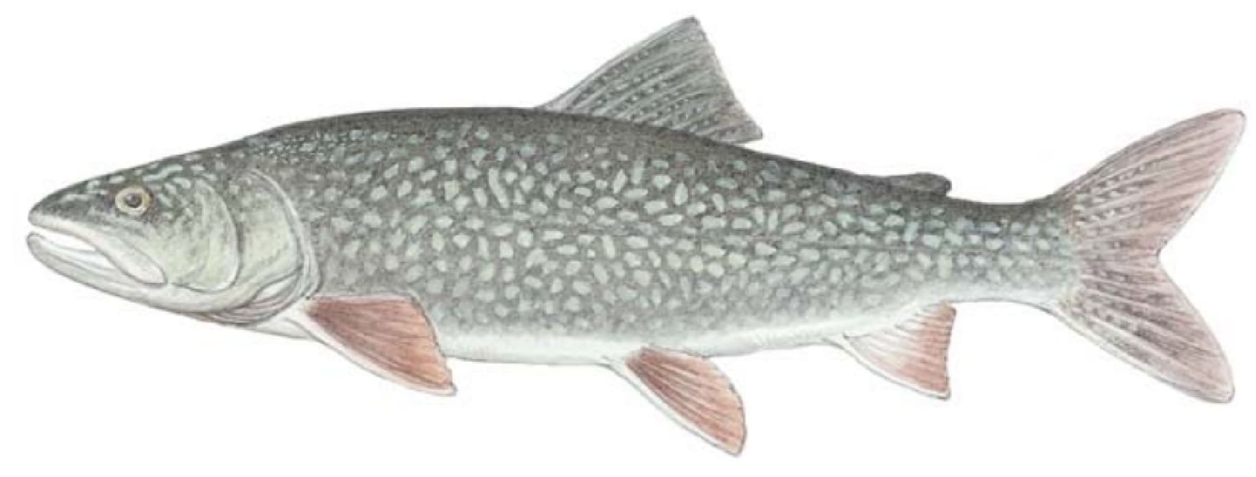 Trout, Lake