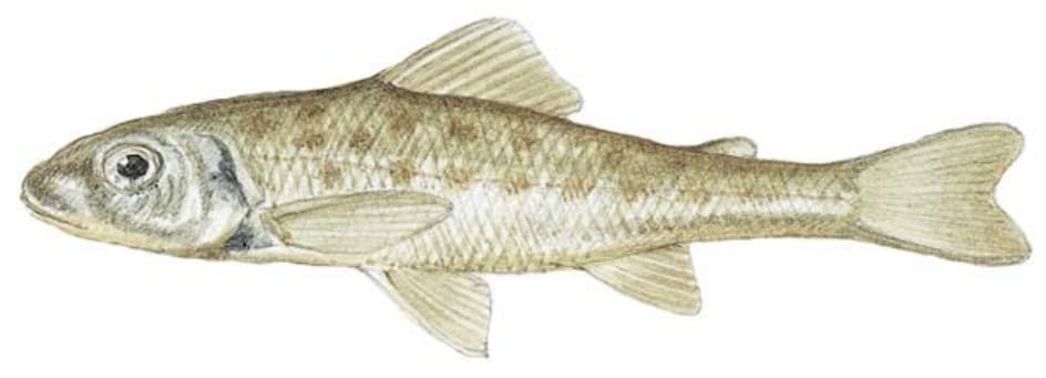 Trout-Perch