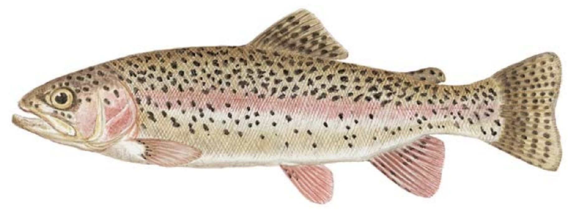 Trout, Rainbow
