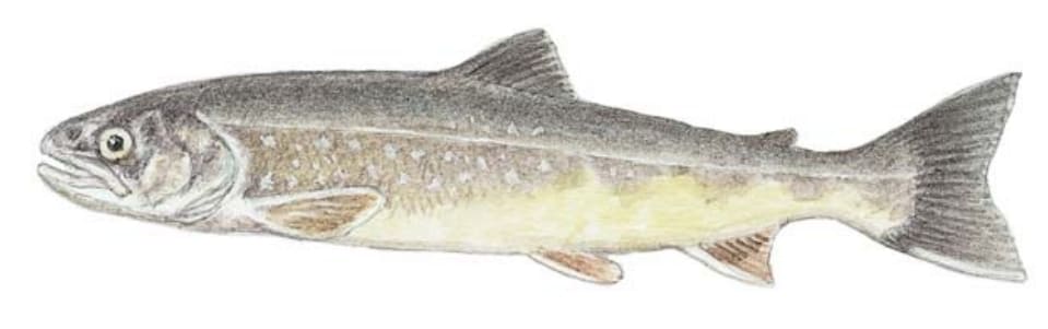 Trout, Sunapee