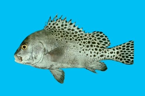 Trout sweetlips