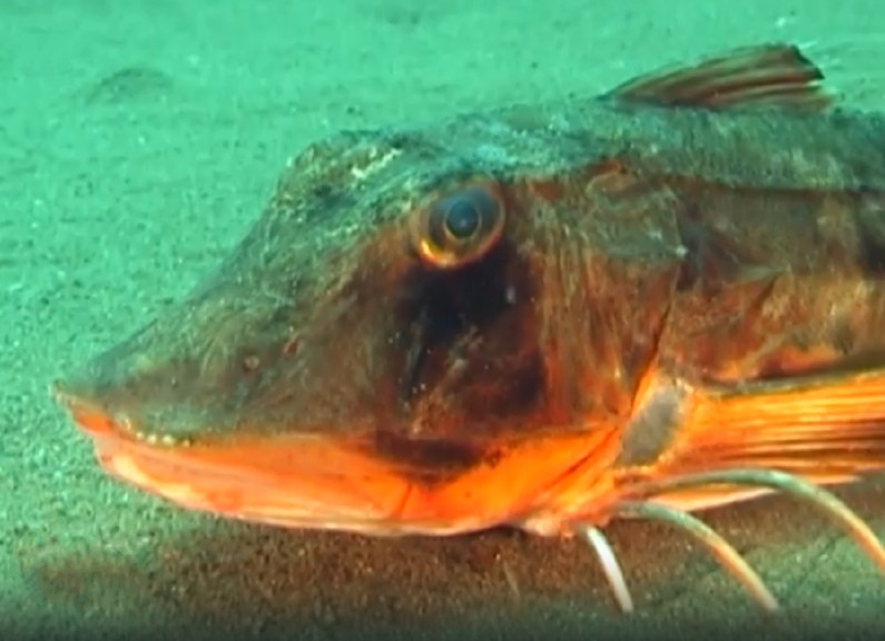 Tub gurnard