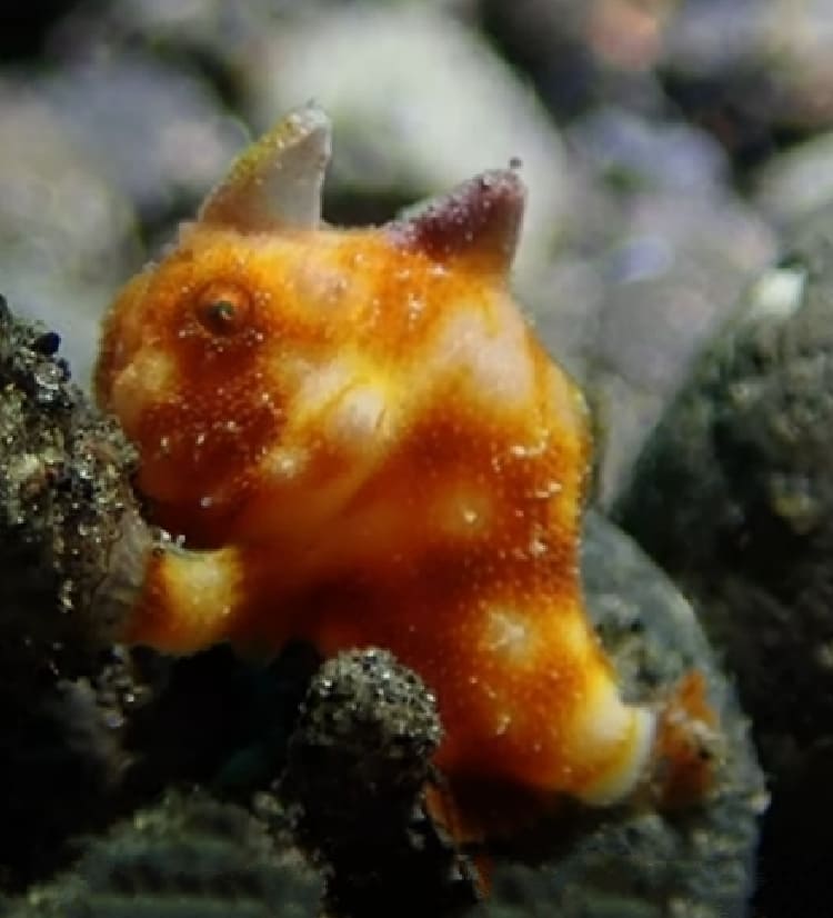 Tuberculate anglerfish
