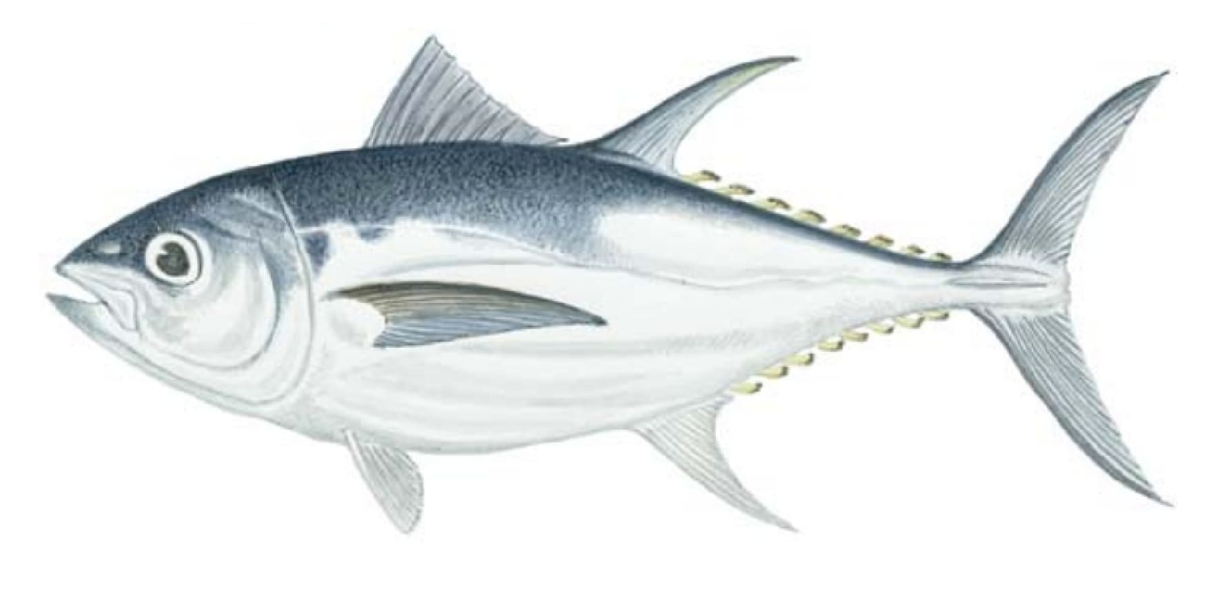 Tuna, Bigeye