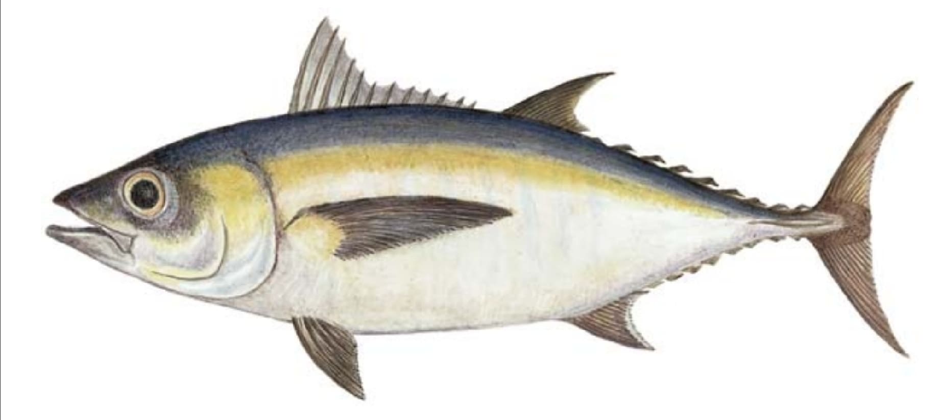 Tuna, Blackfin