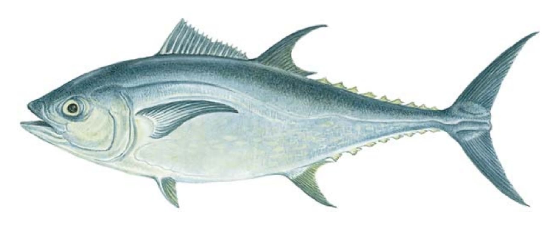 Tuna, Bluefin