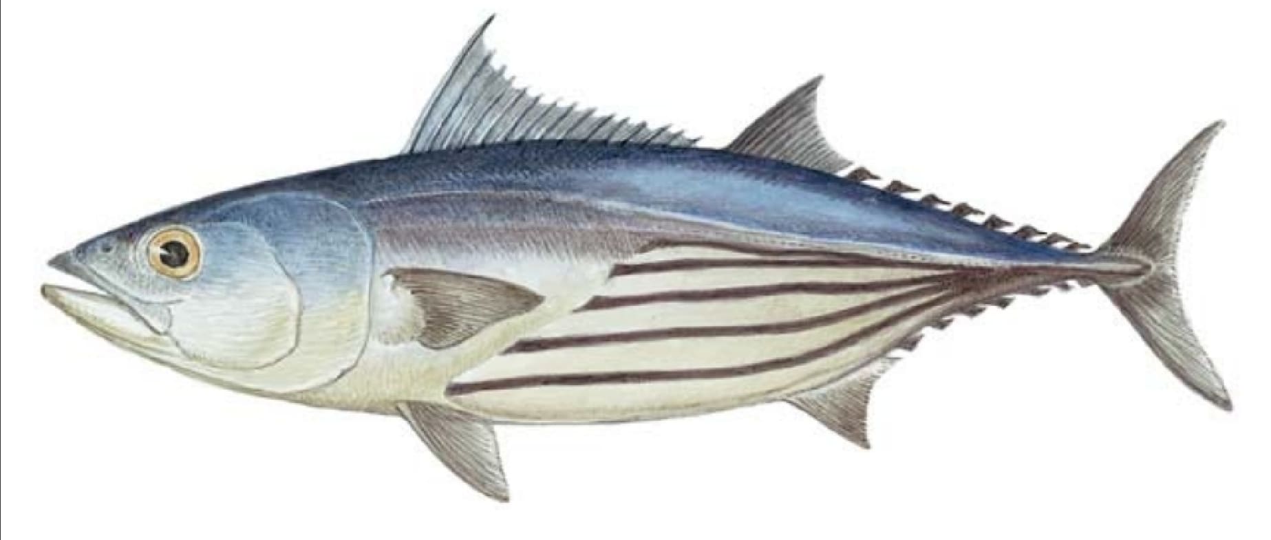 Tuna, Skipjack