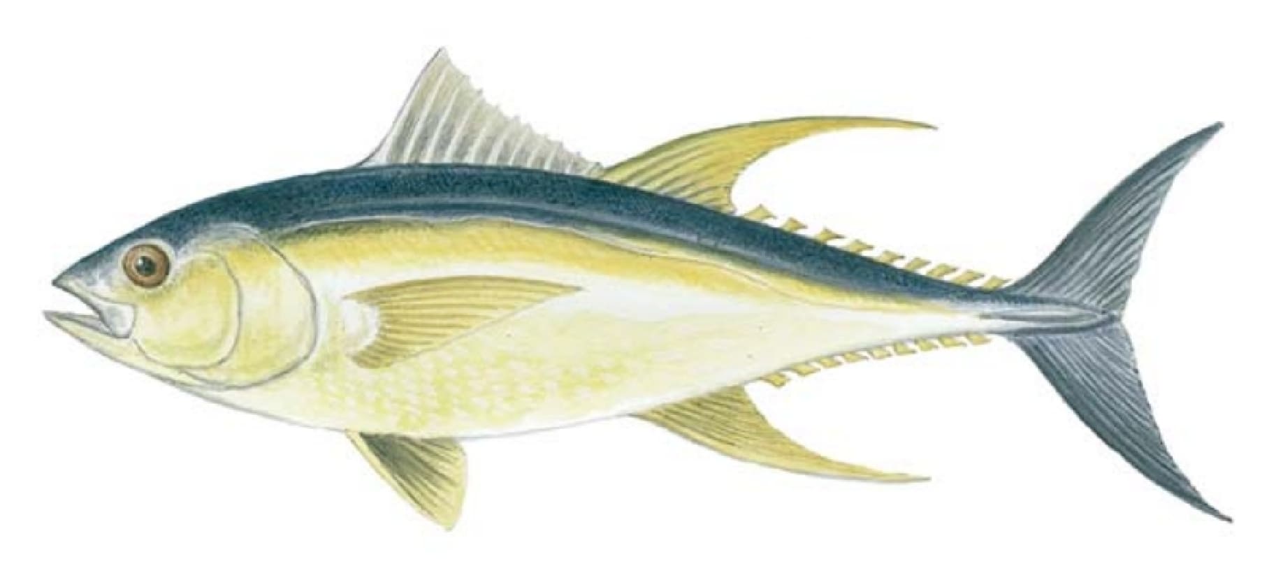 Tuna, Yellowfin