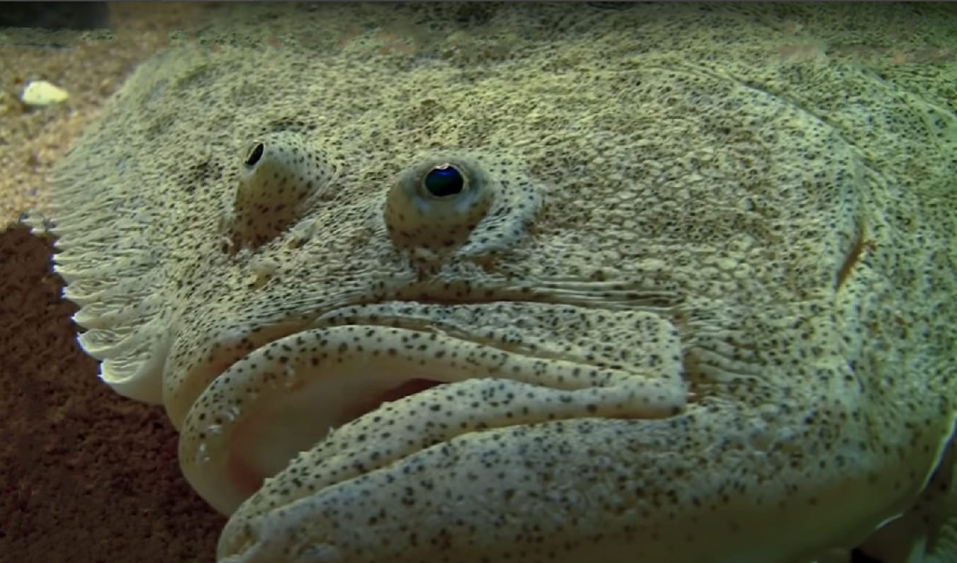 Turbot