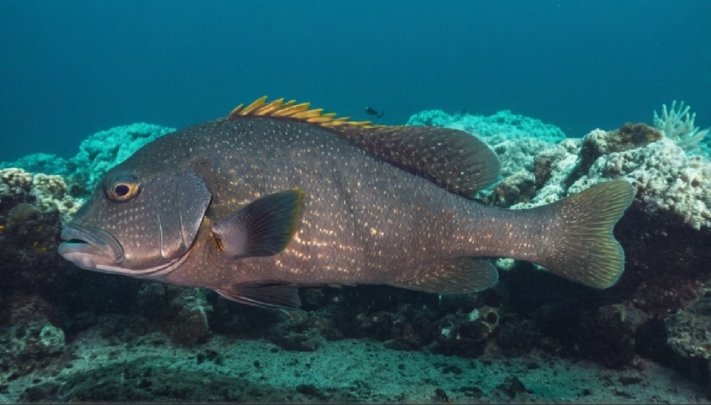 Two-striped sweetlips