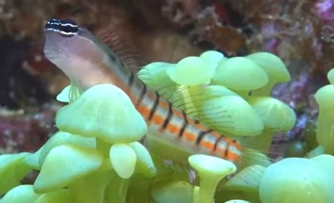 Twocoat coralblenny