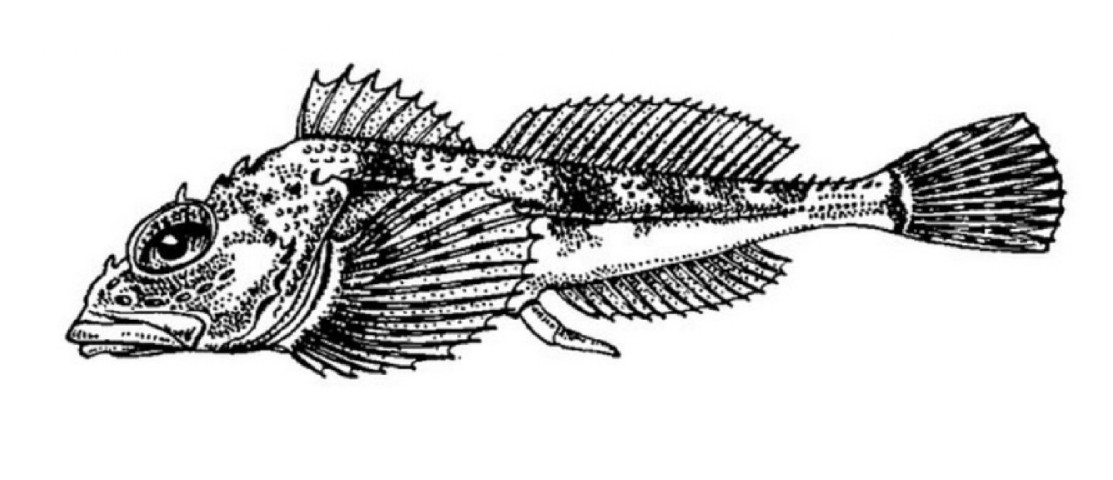 Twohorn sculpin
