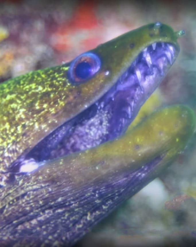 Undulated moray
